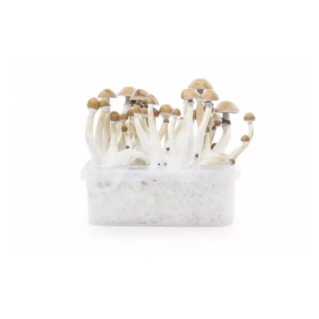 MEKSYKAŃSKIE MYCELIUM ZESTAW OBSERWACYJNY 1200 ML