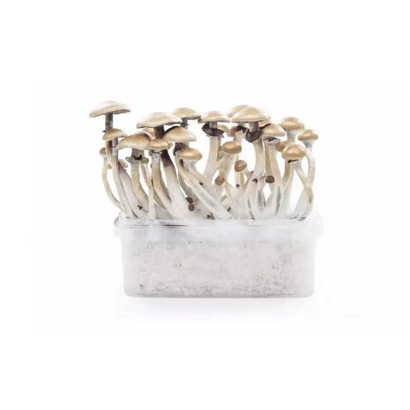 MYCELIUM GOLDEN TEACHER ZESTAW OBSERWACYJNY 1200 ML