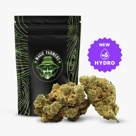 CHAMPAGNE HAZE 36% KWIAT THCA