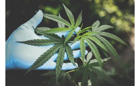 System endokannabinoidowy – jak funkcjonuje i jaka jest jego rola w organizmie ludzkim