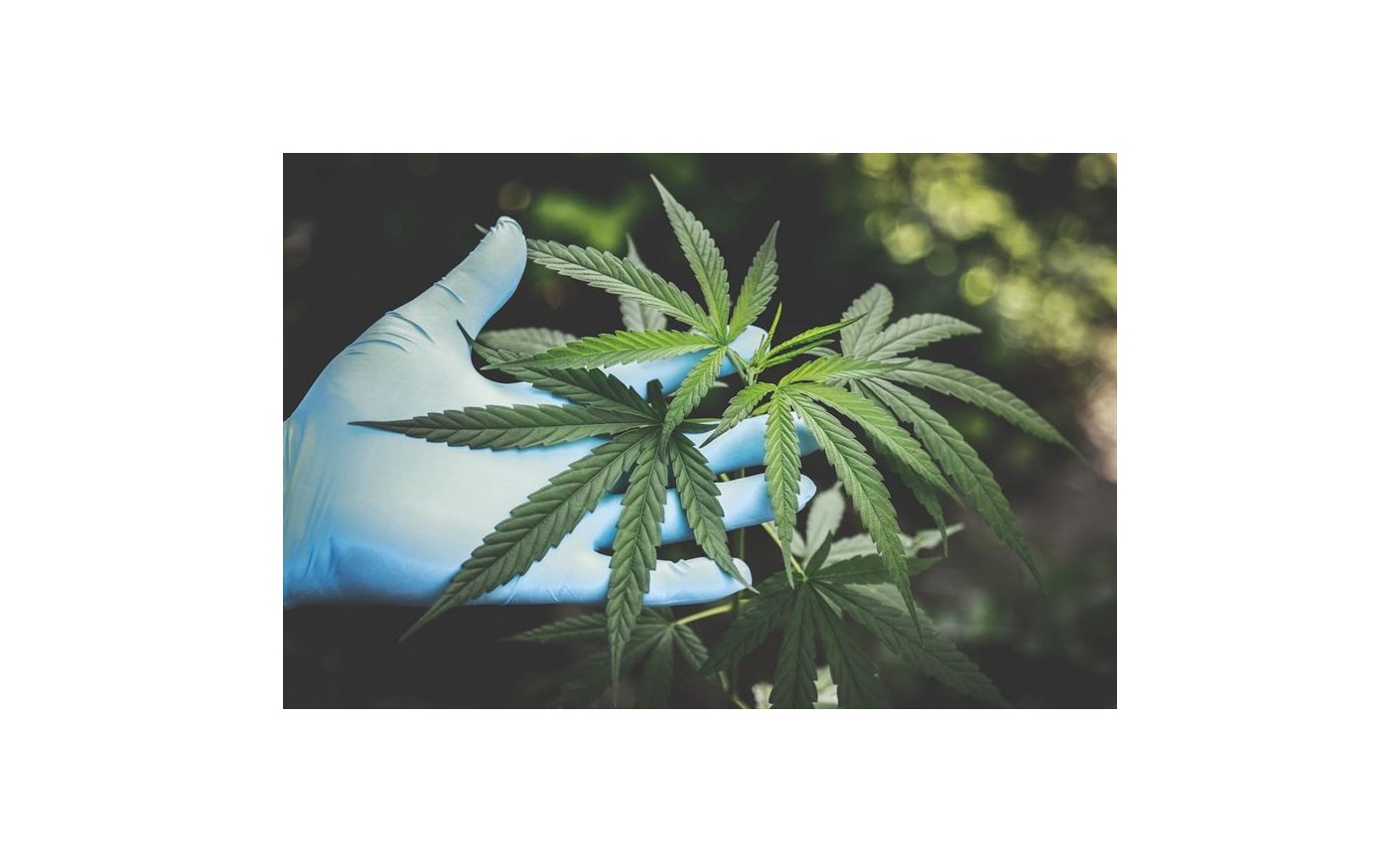 System endokannabinoidowy – jak funkcjonuje i jaka jest jego rola w organizmie ludzkim