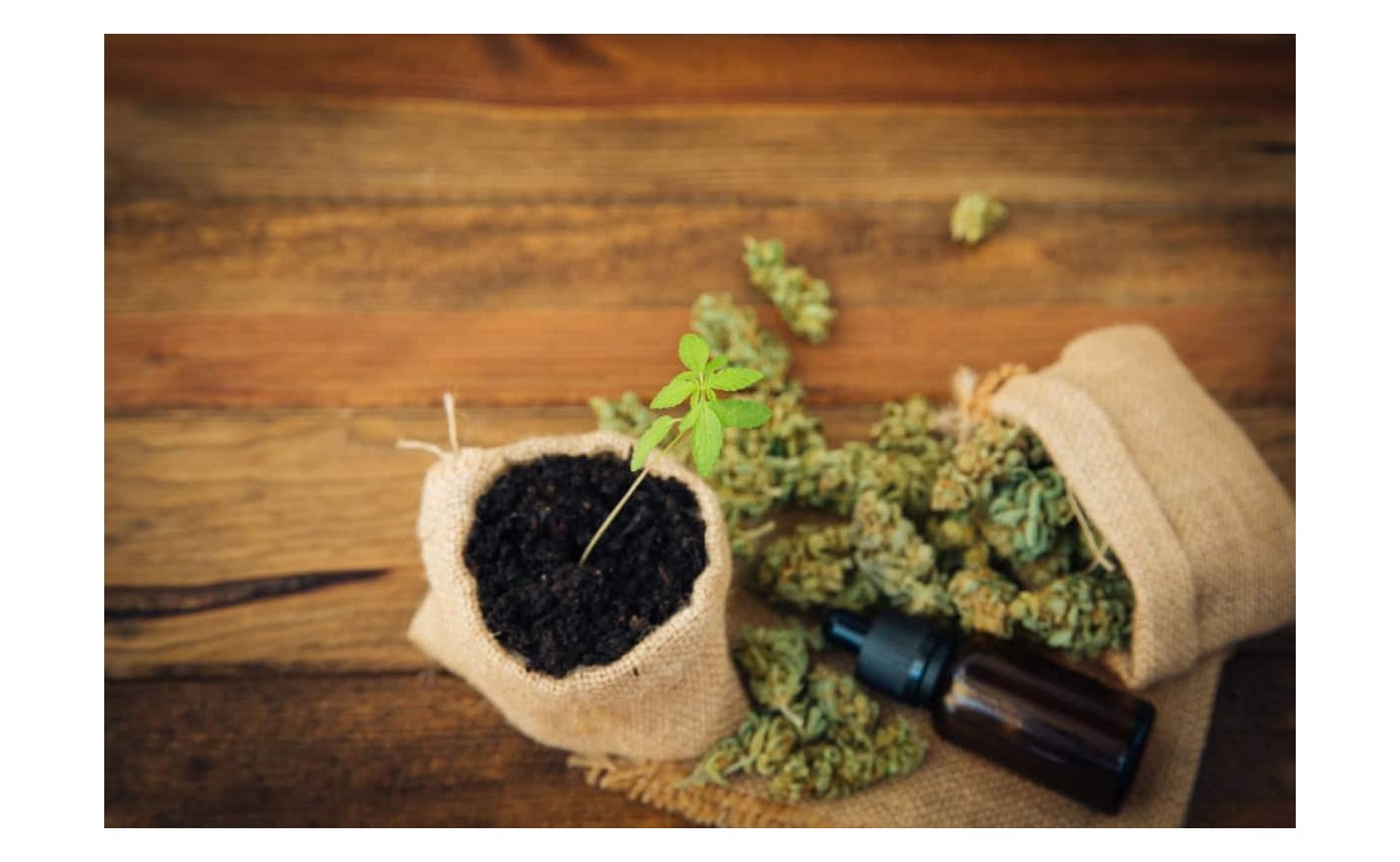 Olej konopny - korzyści, rodzaje i jak używać go skutecznie